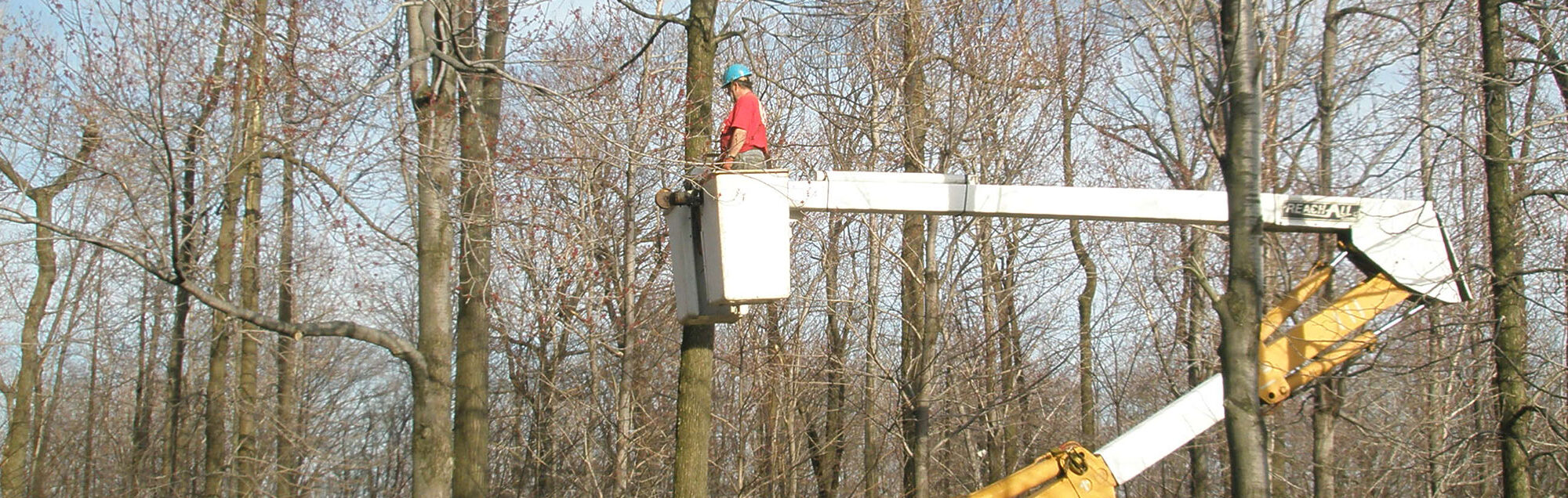 tree cutting header